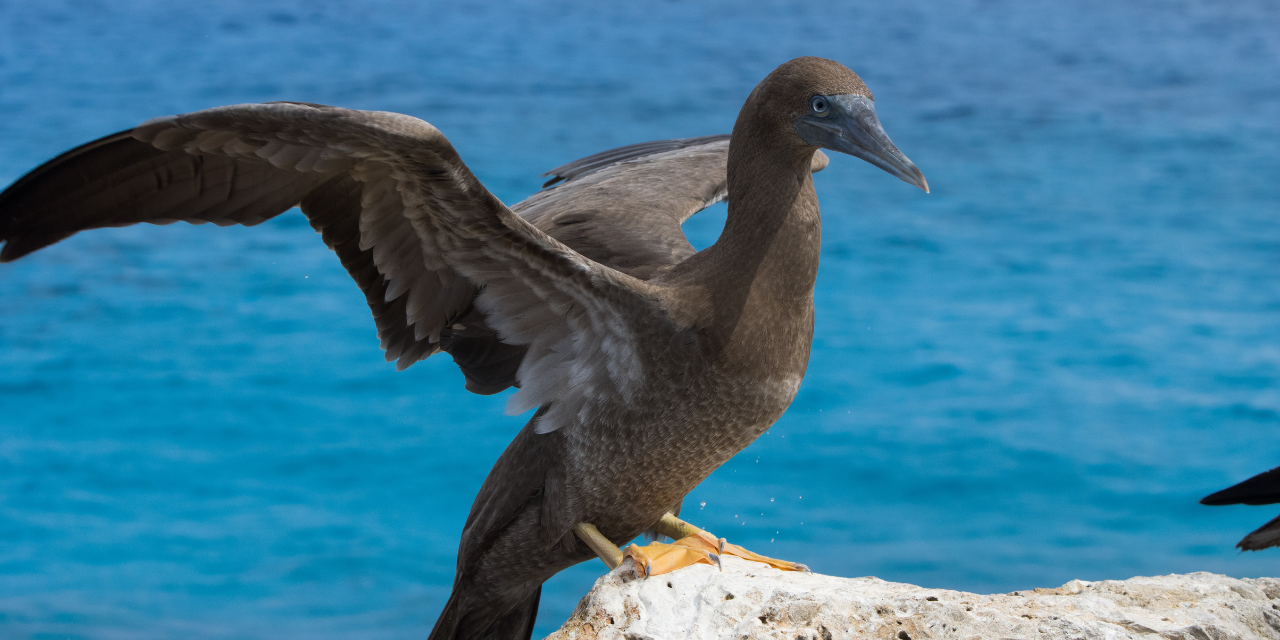 CYB-Blog-Content-Image-Brown-Booby-(1280x640)