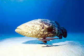 Jewfish