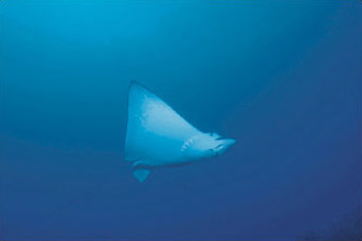 Giant barrel sponge