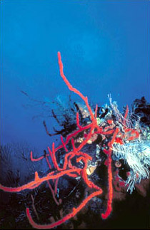 Red rope/finger sponge