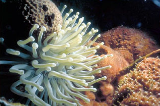 Giant (Purple tipped) anemone