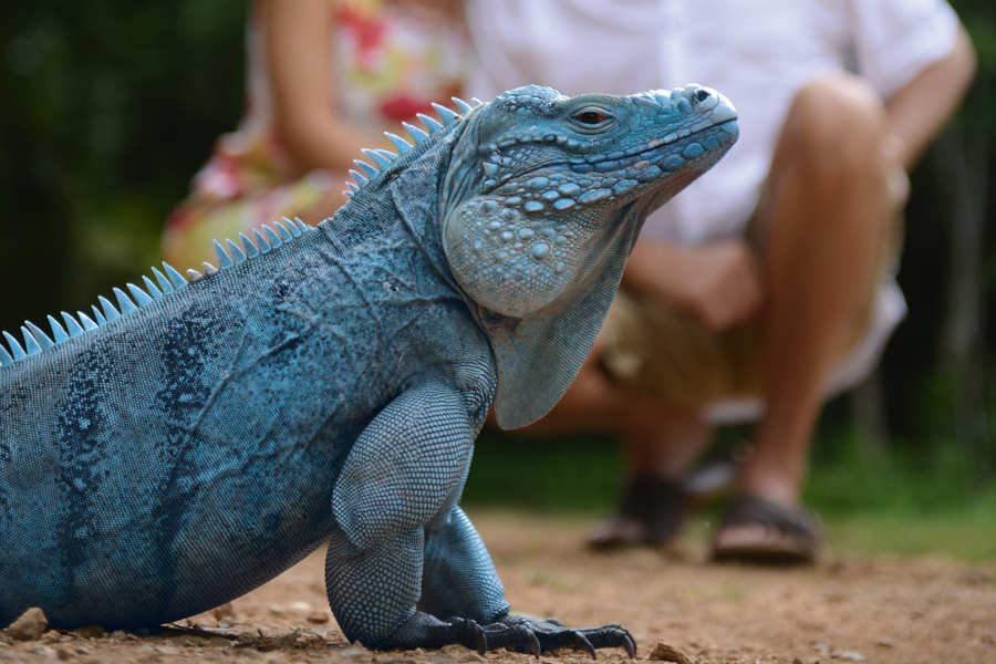 Blue Iguana Conservation