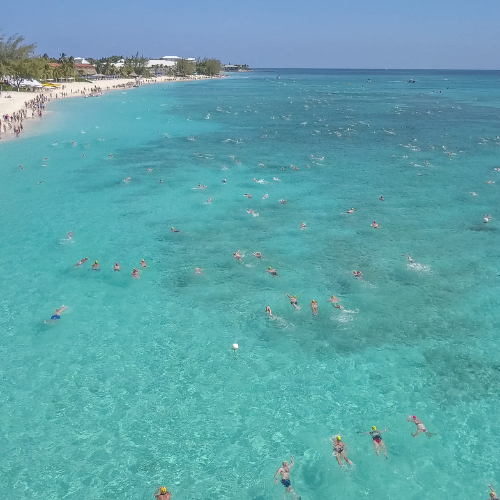 Flowers Sea Swim