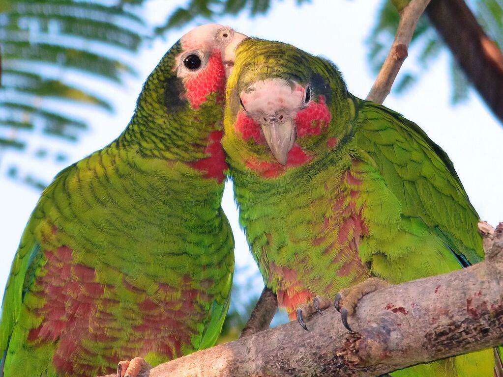 Cayman Parrot Sanctuary