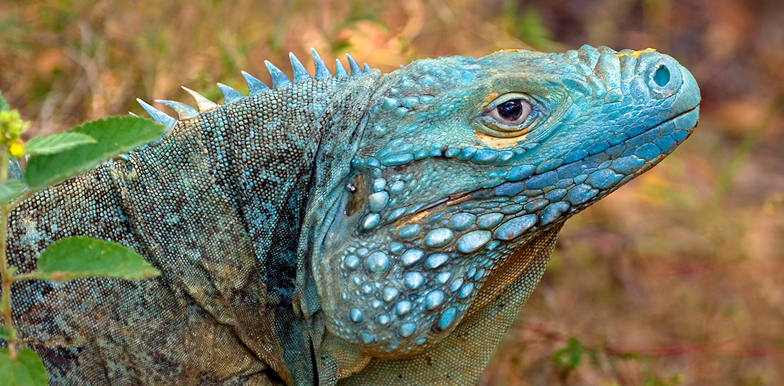 Blue_Iguana-REV-copy