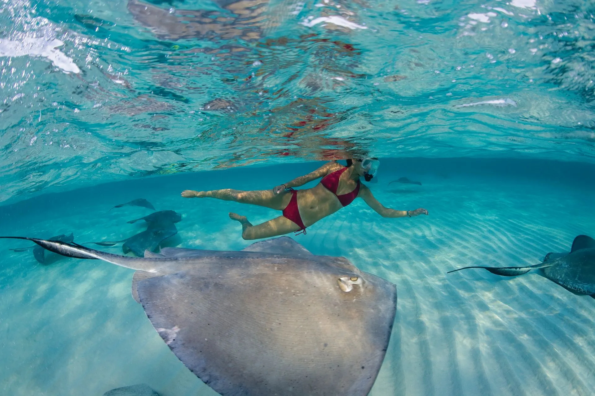 Saiba como é nadar com arraias em Stingray City, nas Ilhas Cayman