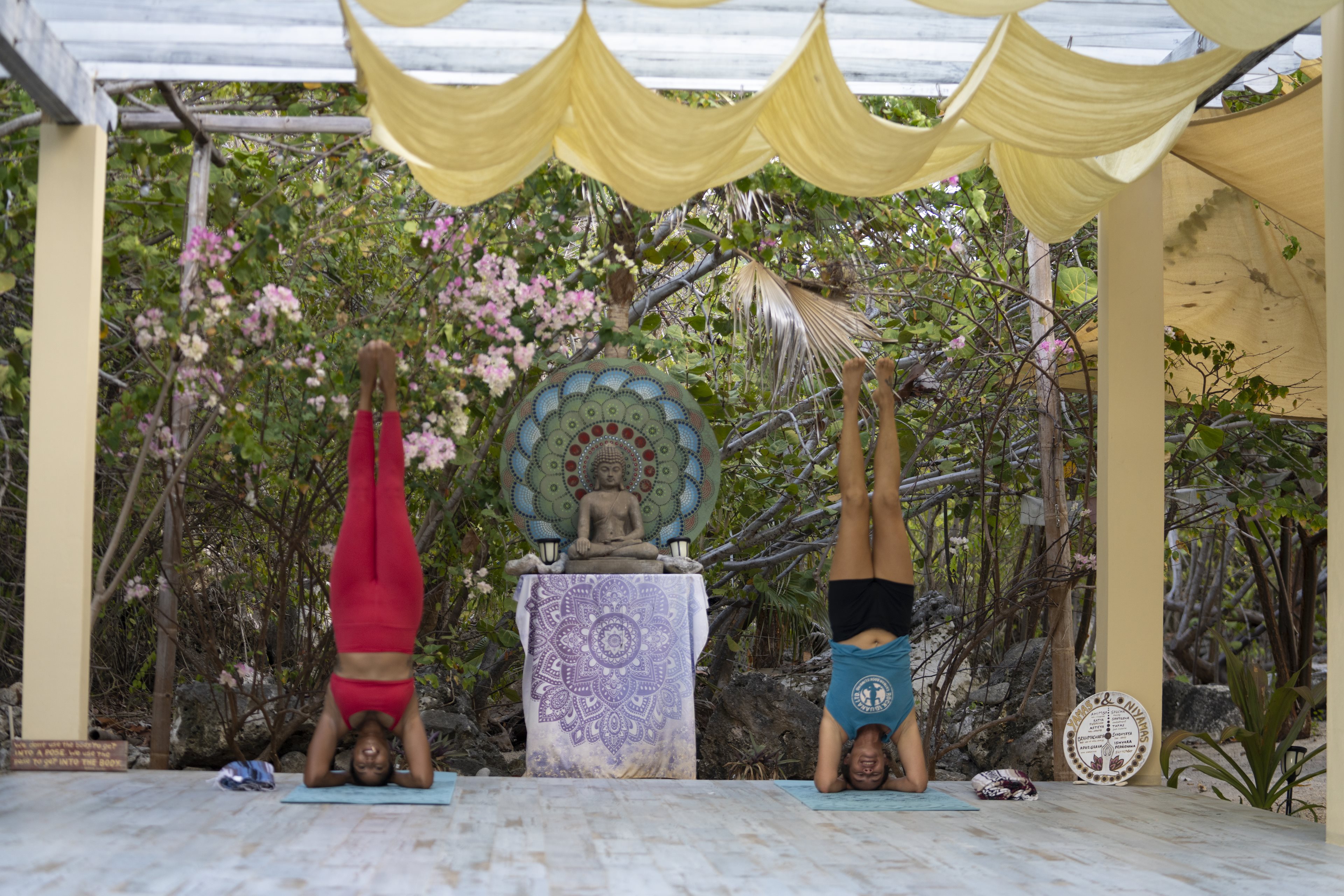 Cayman_Brac_Yogi_Wall_2024