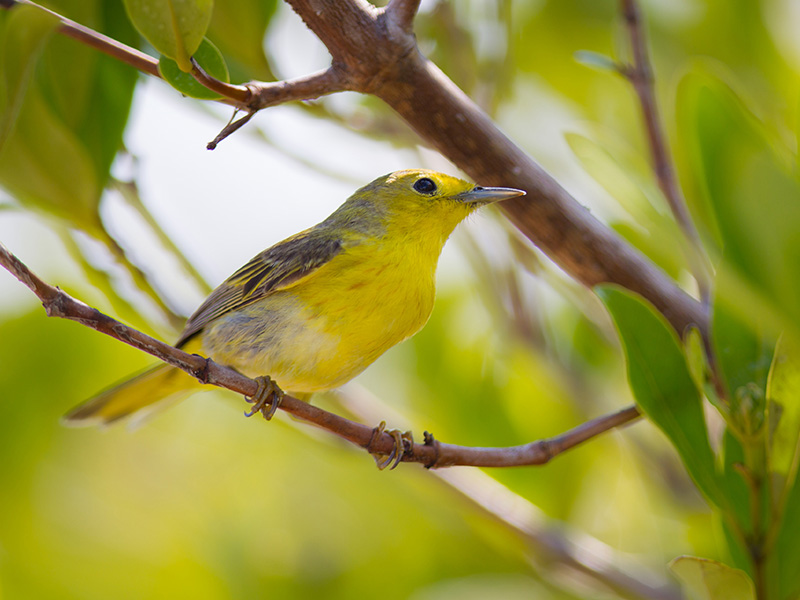 Where do birds find true paradise?