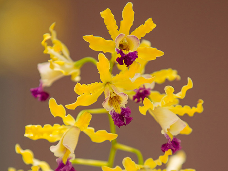 Follow the trail to where wild banana orchids grow