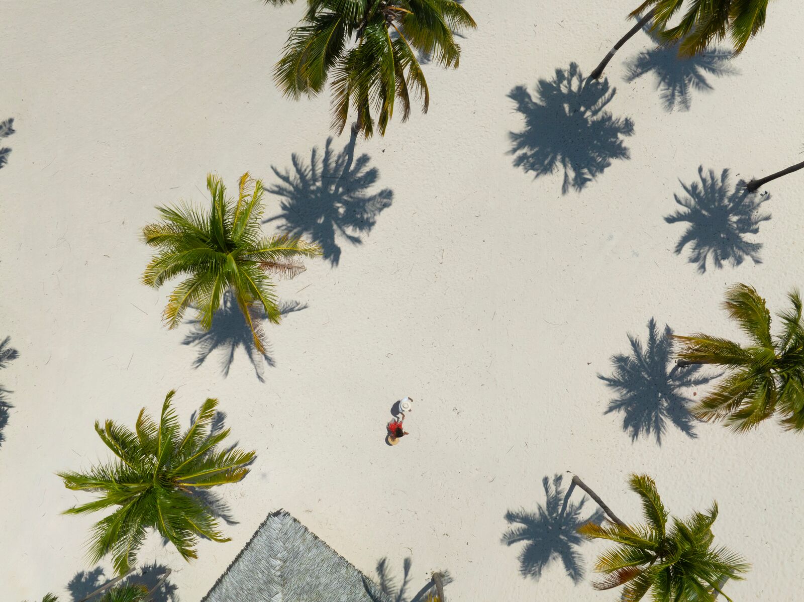 Large-LCM_Trees_SouthernCrossClub-10