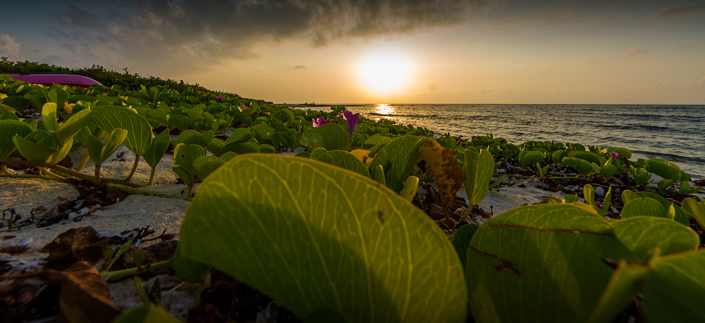 Sunset On A Beach In Cayman