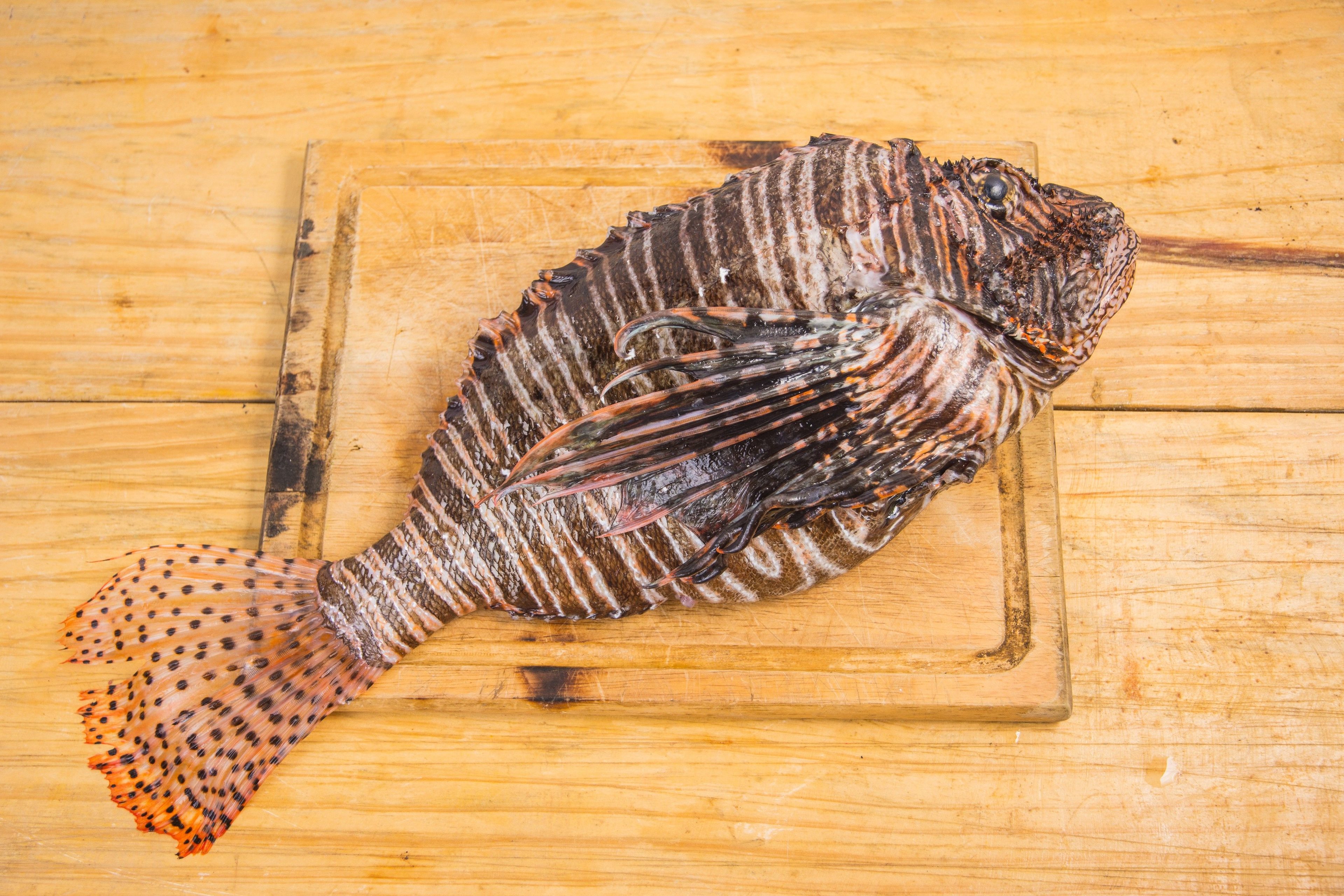 Seared Lionfish