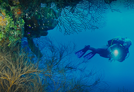 Cayman Islands Major Exports Cayman Islands Major Exports